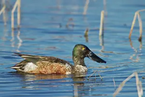 Blackwater: Northern Shoveler