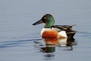 Eemland: Northern Shoveler