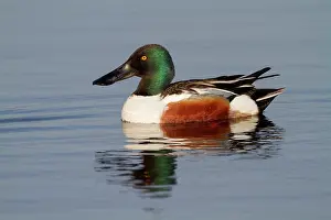 Eemland: Northern Shoveler