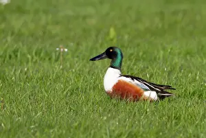 Eemland: Northern Shoveler