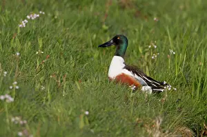 Eemland: Northern Shoveler