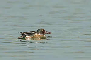 Inlaag: Northern Shoveler