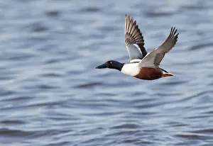 Starrevaartplas: Northern Shoveler