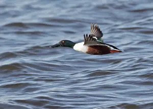 Starrevaartplas: Northern Shoveler