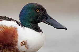 Clypeata: Northern Shoveler