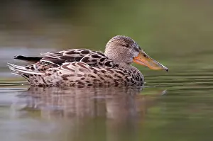 Clypeata: Northern Shoveler