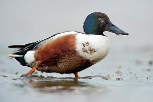 Clypeata: Northern Shoveler