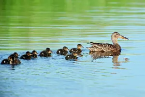 Ducklings: Northern Shoveler