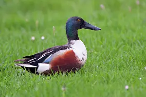 Clypeata: Northern Shoveler