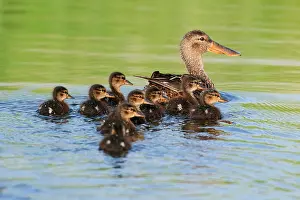 Ducklings: Northern Shoveler