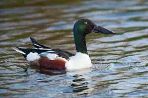Clypeata: Northern Shoveler