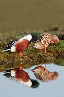 Clypeata: Northern Shoveler