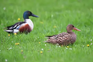 Clypeata: Northern Shoveler