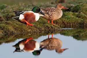 Clypeata: Northern Shoveler