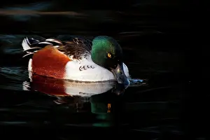 Clypeata: Northern Shoveler