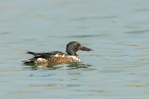 Inlaag: Northern Shoveler