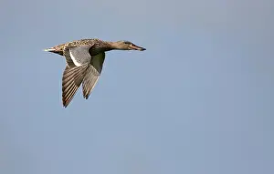 Clypeata: Northern Shoveler