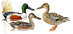 Clypeata: Northern Shoveler
