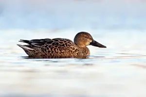 Clypeata: Northern Shoveler