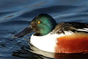 Oostvaardersplassen: Northern Shoveler
