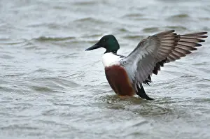 Zeeland: Northern Shoveler