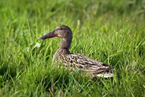 Gras: Northern Shoveler