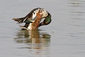 Moulting: Northern Shoveler