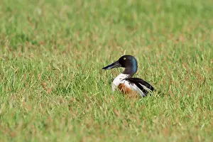 Clypeata: Northern Shoveler