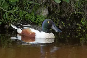 Clypeata: Northern Shoveler