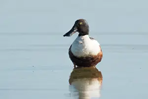 Zeeland: Northern Shoveler