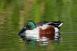 Shovelers: Northern Shoveler - adult male