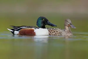 Sexual: Northern Shoveler (Anas clypeata), a couple swimming