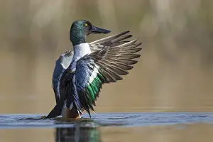 Belgium: Northern Shoveler (Anas clypeata) flapping its