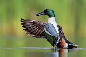 Clypeata: Northern Shoveler (Anas clypeata), side view of
