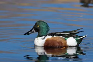 Sweetwater: Northern Shoveler Drake