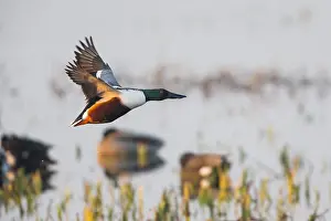 Shovelers: Northern Shoveler - drake in flight, Island of Texel