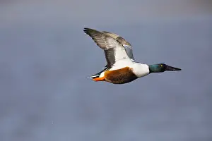 Clypeata: Northern Shoveler - drake in flight, Island of Texel