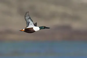 121118: Northern Shoveler - drake in flight, Island of Texel