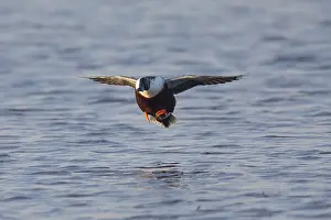 Shovelers: Northern Shoveler - drake in flight landing on lake