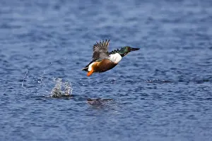 Shovelers: Northern Shoveler - drake in flight taking off from