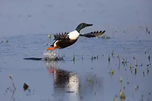 Clypeata: Northern Shoveler - drake in flight taking off from