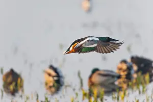 Clypeata: Northern Shoveler - drake in flight taking off from