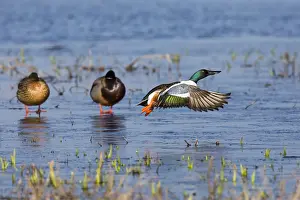 Clypeata: Northern Shoveler - drake in flight taking off from