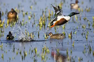 Clypeata: Northern Shoveler - drake in flight taking off from