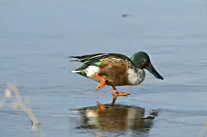 Clypeata: Northern Shoveler Drake on Frozen Pond