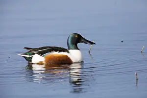 Shovelers: Northern Shoveler - drake resting on lake, Island