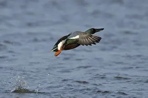 Duck Birds: Northern Shoveler duck (Anas clypeata) adult male bird taking off in flight on a lake