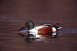 Shoveler: NORTHERN SHOVELER DUCK - in water