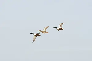 Clypeata: Northern Shoveler Ducks