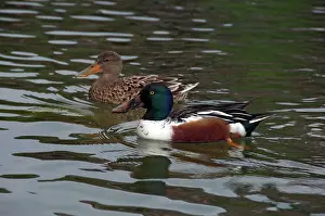 Thunder: Northern Shoveler Ducks